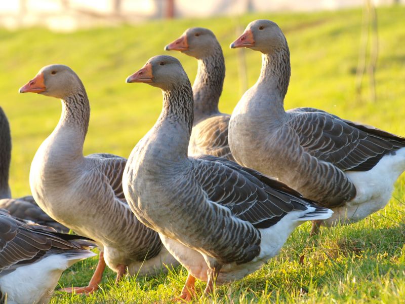 Geese Control Service