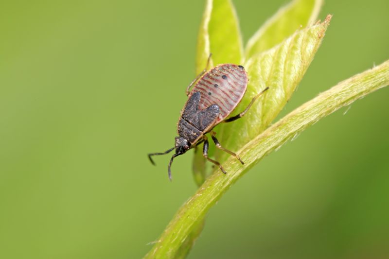 Health And Nuisance Issues Caused By Stinkbugs