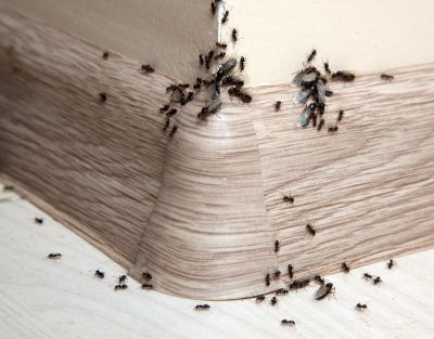 Signs You Have An Ant Problem Before It Gets Out Of Control