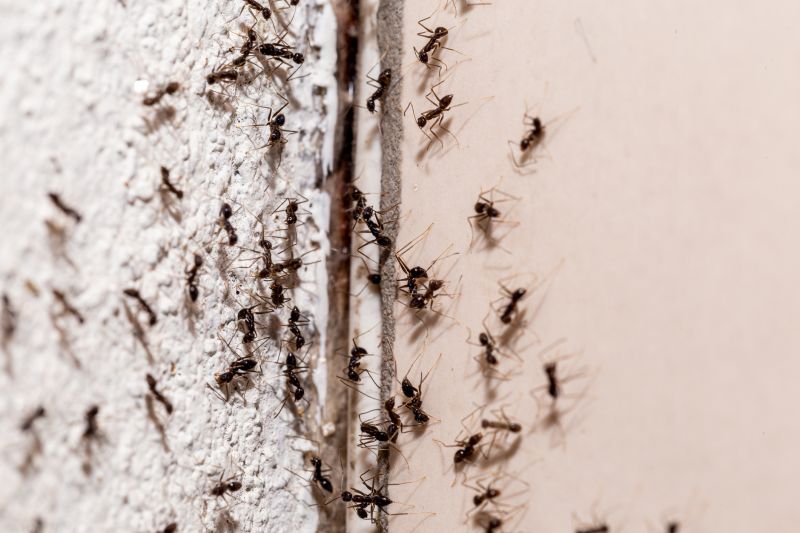Why Ant Infestations Keep Returning Without Professional Treatment